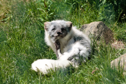 Arctic Fox at the Highland Wildlife Park