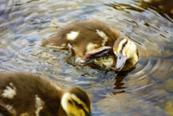 Ducklings on Loch Earn