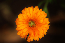 Wasp on an orange flower