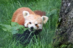 Red Panda at the Highland Wildlife Park