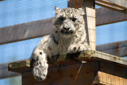 Snow Leopard at the Highland Wildlife Park