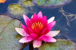 Pink water lily